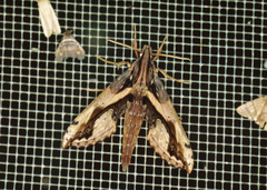 Xylophanes ceratomioides