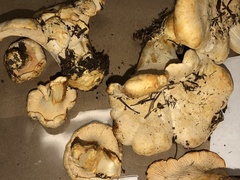 Cantharellus subalbidus