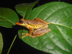 Polypedates macrotis