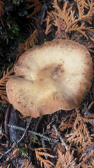 Armillaria sinapina