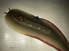 Triboniophorus graeffei