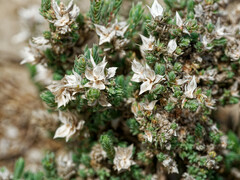 Crucianella maritima