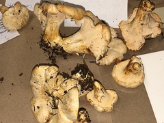 Cantharellus subalbidus