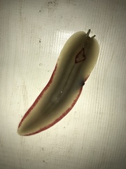 Triboniophorus graeffei