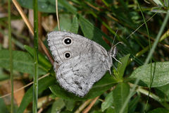 Cercyonis oetus alkalorum