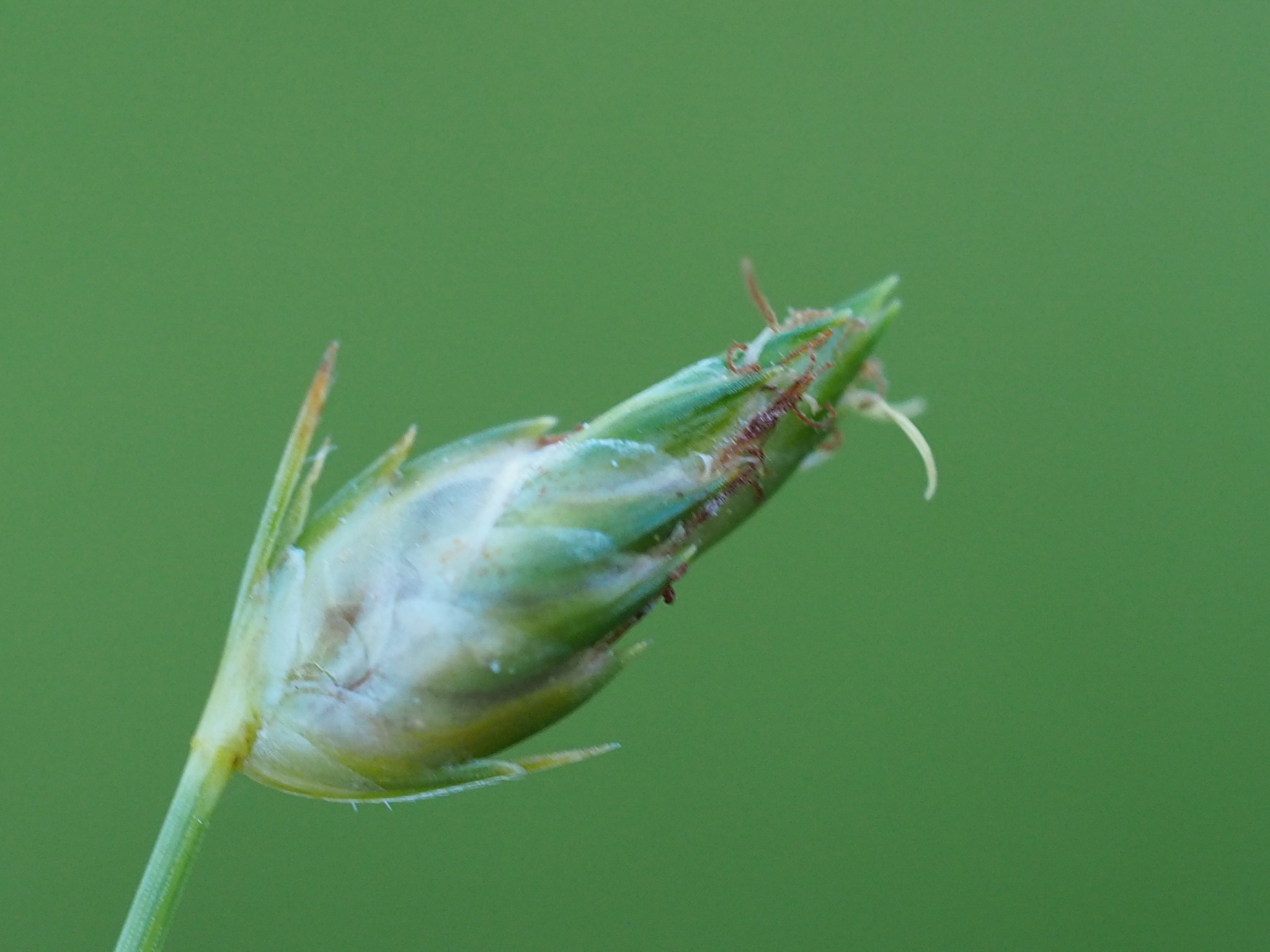 (c) <U+8449><U+5B50>, aucun droit réservé (CC0) https://www.inaturalist.org/observations/139759855