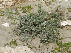 Crucianella maritima