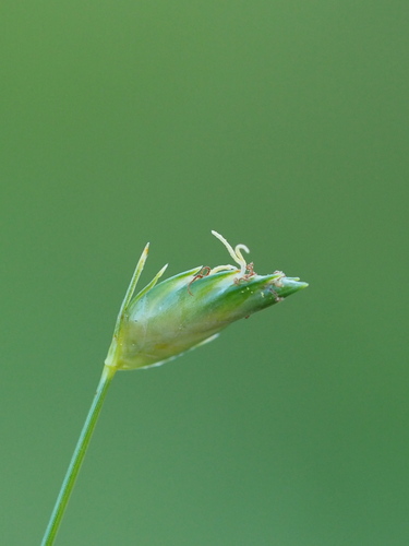 Abildgaardia