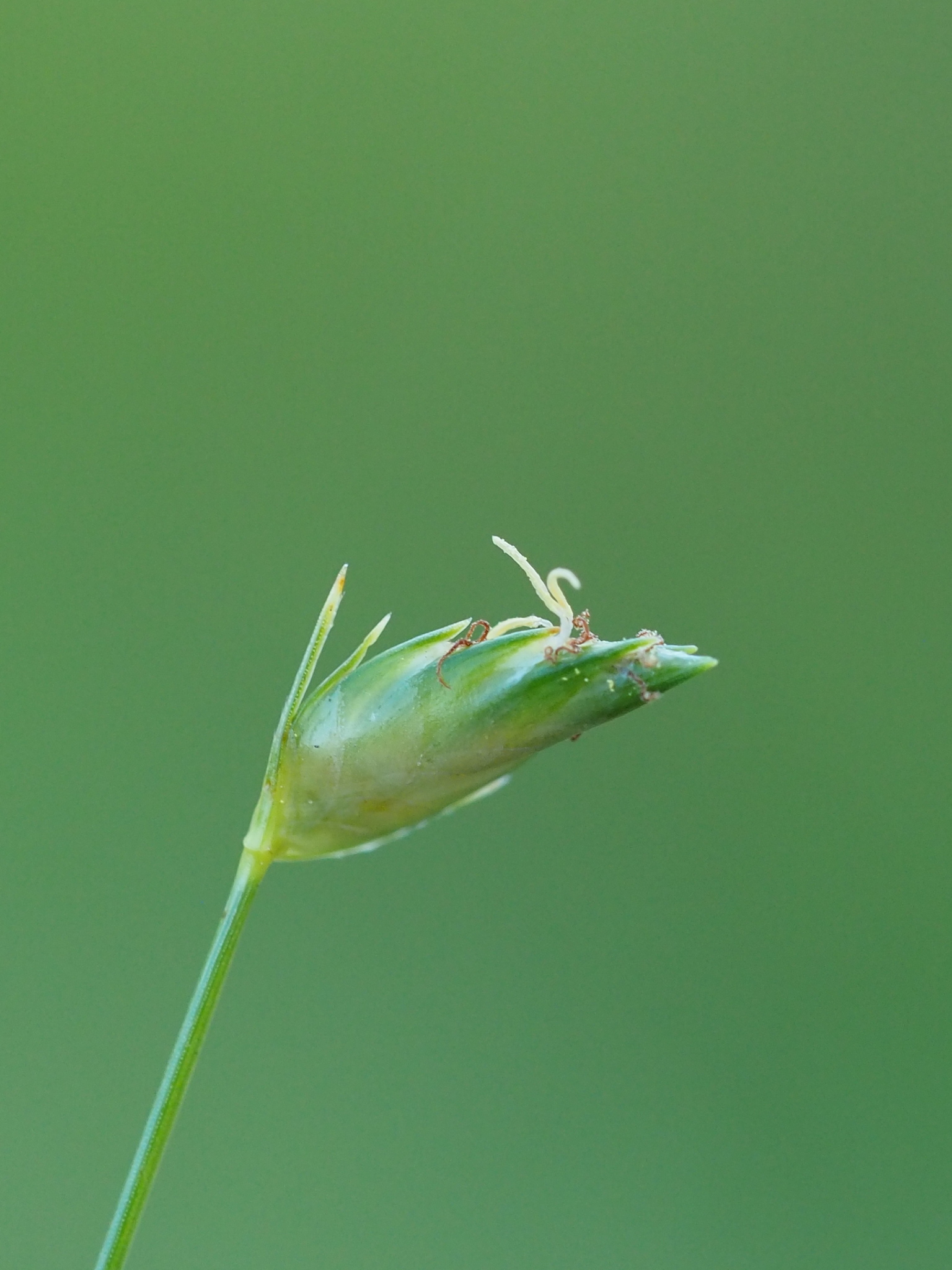 (c) <U+8449><U+5B50>, aucun droit réservé (CC0) https://www.inaturalist.org/observations/139759855