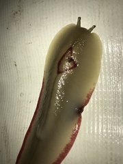 Triboniophorus graeffei