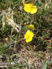 Helianthemum oelandicum
