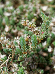Crucianella maritima