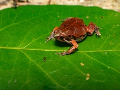 Hypopachus variolosus