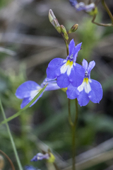 Lobelia erinus