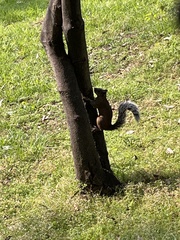 Sciurus