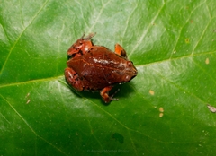 Hypopachus variolosus