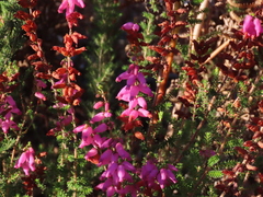 Erica ciliaris
