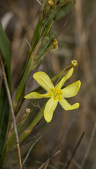 Moraea pallida