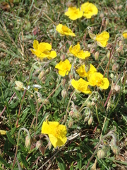 Helianthemum oelandicum