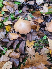 Chalciporus piperatus