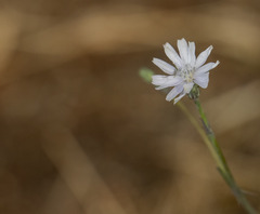 Lactuca inermis