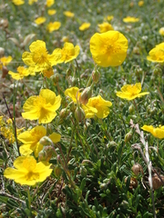 Helianthemum oelandicum