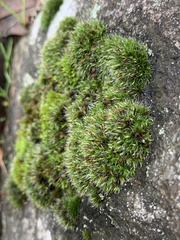Grimmia pulvinata