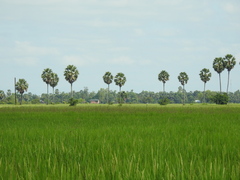 Borassus flabellifer