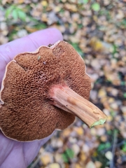 Chalciporus piperatus