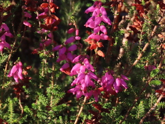 Erica ciliaris