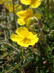 Helianthemum oelandicum