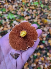 Chalciporus piperatus
