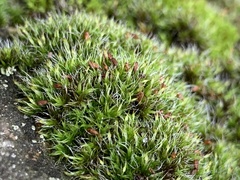 Grimmia pulvinata