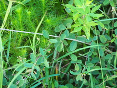 Cajanus scarabaeoides