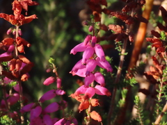 Erica ciliaris