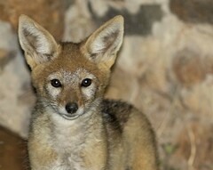 Lupulella mesomelas mesomelas