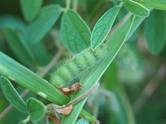 Cajanus scarabaeoides