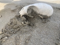 Arctocephalus townsendi