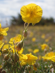 Helianthemum oelandicum