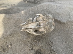 Arctocephalus townsendi