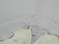 Pseudagrion rubriceps