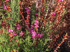 Erica ciliaris
