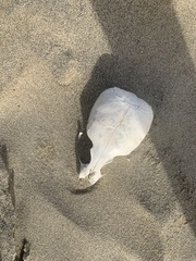 Arctocephalus townsendi