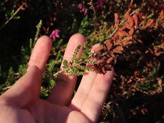 Erica ciliaris