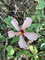 Abelmoschus sagittifolius