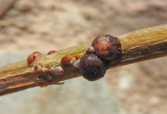 Sphaerolecanium prunastri