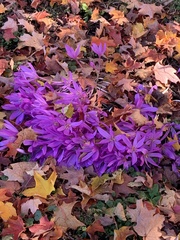 Colchicum autumnale