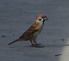 Passer montanus