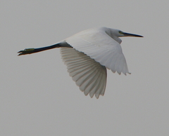 Egretta garzetta