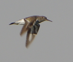 Actitis hypoleucos